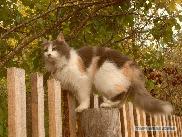 Котовторник 9.12.2014