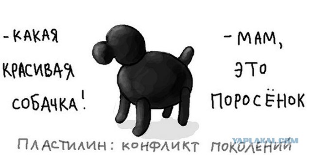 Выгуливайте собак на поводке