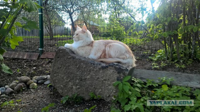 Котовторник