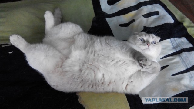 Котовторник 14.07.2015