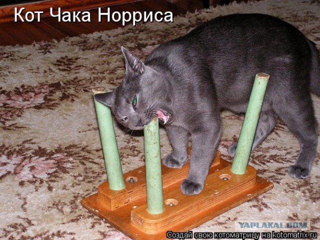 Давно Чака не вспоминали, можно умереть от этого