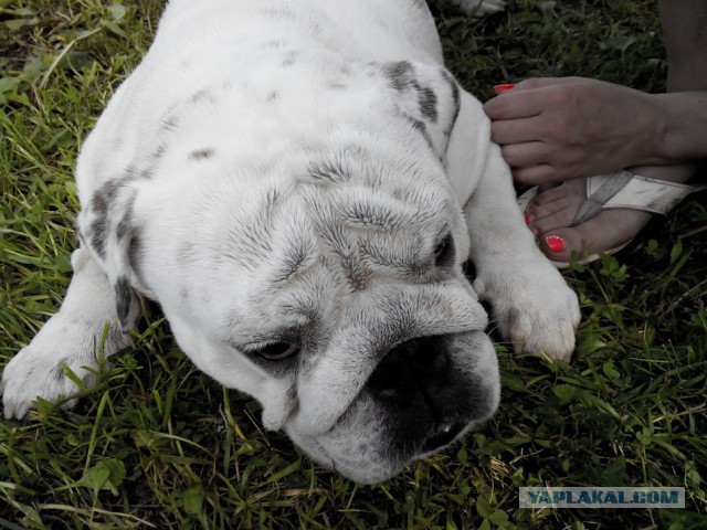 Собакочетверг же, ау!