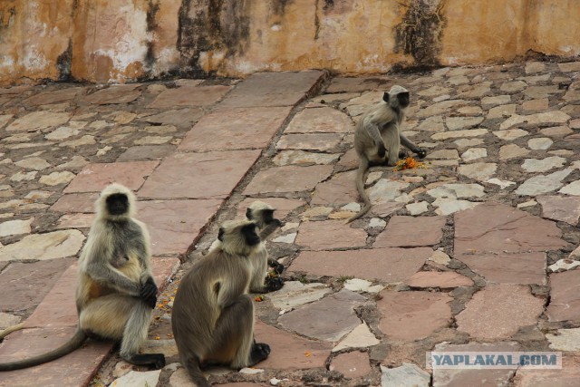 Самостоятельное путешествие в Шри-Ланку