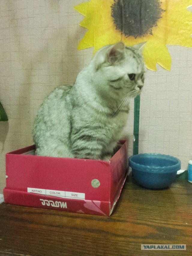 Котовторник 16.02.16