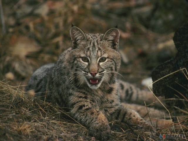 ДИКИЕ КОШКИ