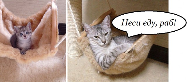 25 котят, которые так быстро выросли