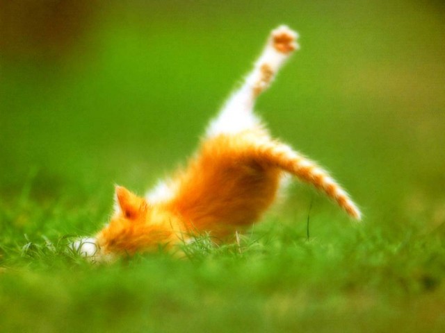 КошкоЛето!