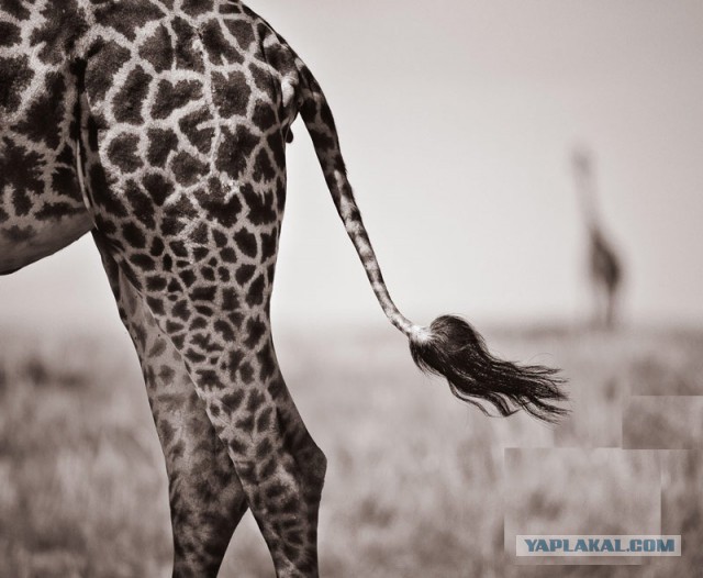 Всем нашим встречам,  увы, разлуки суждены...