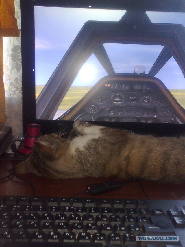 Котовторник 26.07 2016