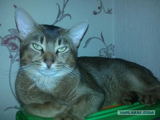 Котовторник 09.08.2016