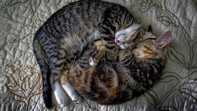 Коты и Кошки