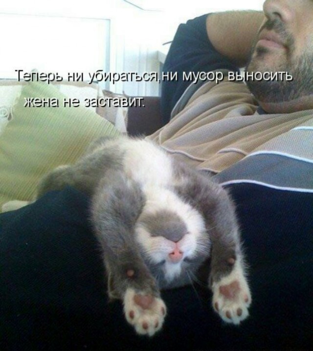 Коты и Кошки
