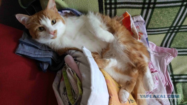 Котовторник 29.08.2017