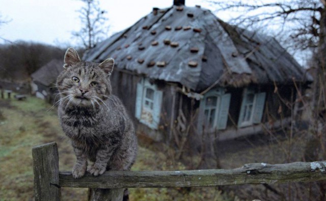 Коты и Кошки