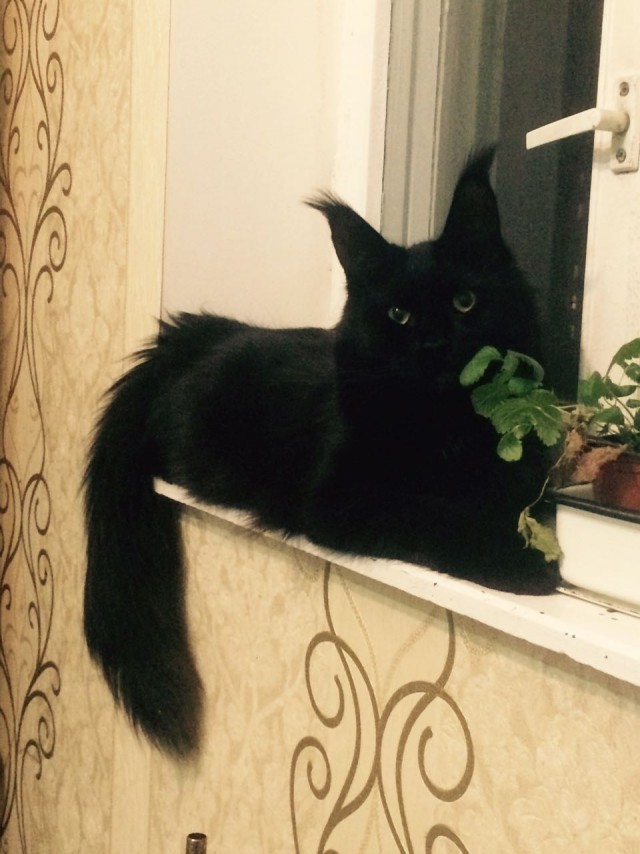Котовторник!