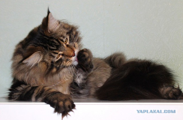 Котовторник 20.02.18
