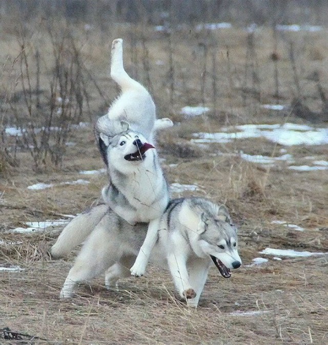 Живность из сети