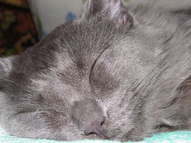Котомет на вторник (15.04.2008)