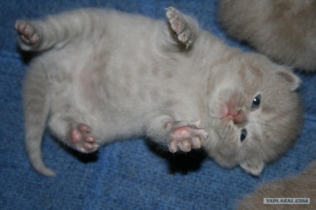 УРРААА ! Котовторник на ЯПлакалъ !