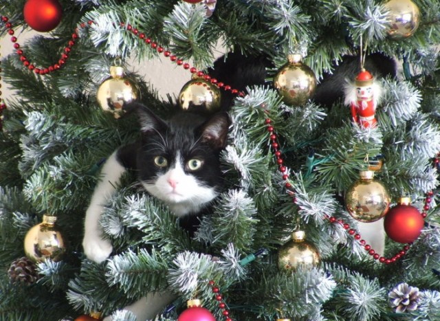 Новогодний КОТОВТОРНИК!