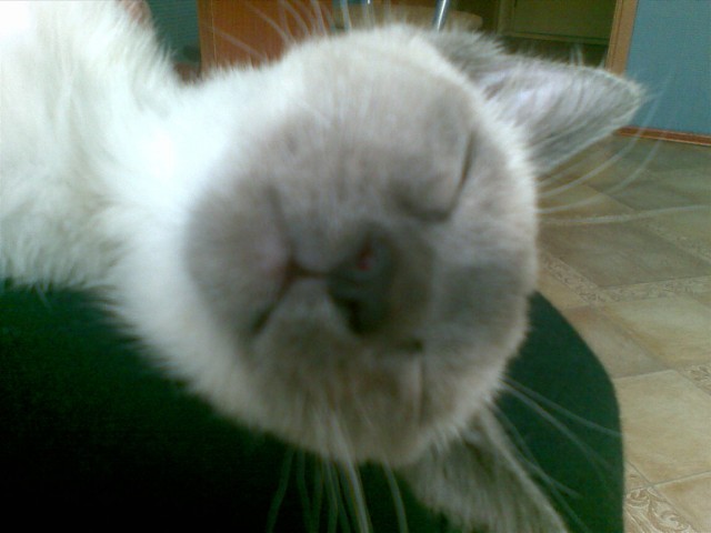 Котовторник (02.06.2009)
