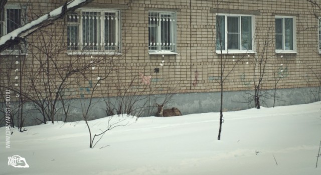 Приключения "Бемби" в Ярославле