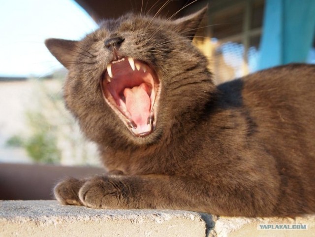 Начинаем котовторник!