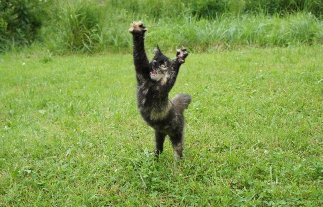 Супер-котофото на котовторник