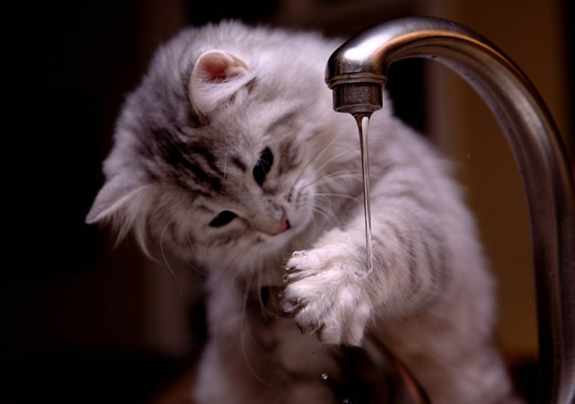 Котовторник! 11.10.11