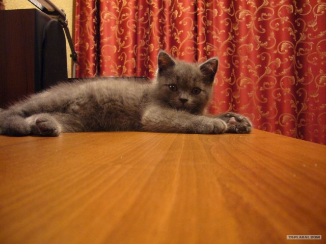 Котовторник! 08.11.11