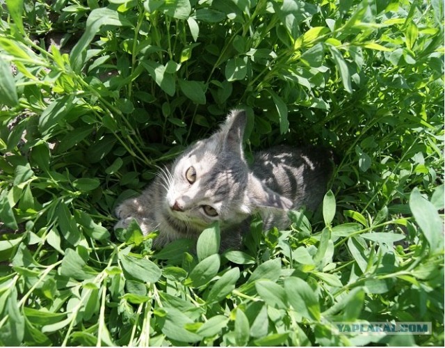 Котовторник (07.02.2012)