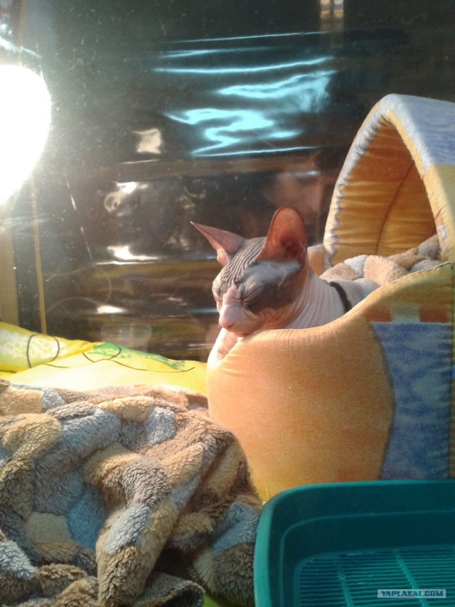 Котовторник 27.03.2012