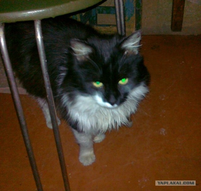 Котовторник  от 3.04.2012