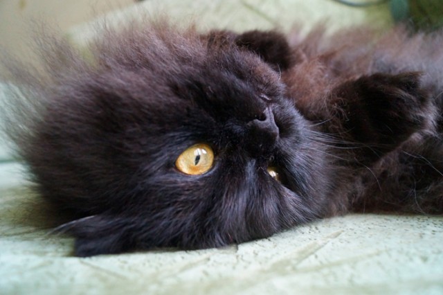Котовторник 31.07.2012 г.
