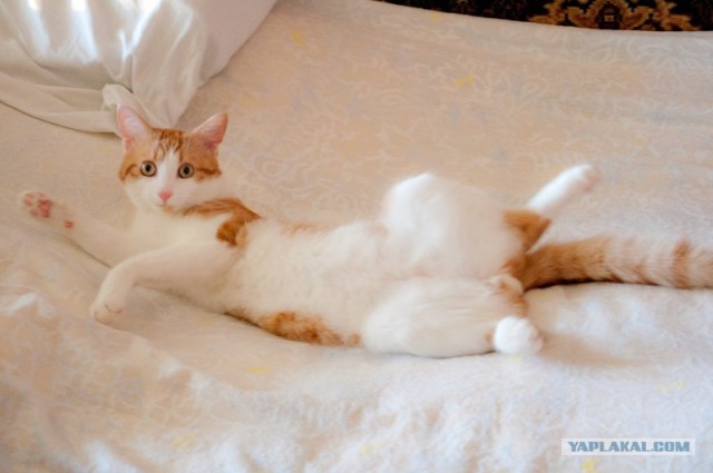 Котовторник  14.08.2012.