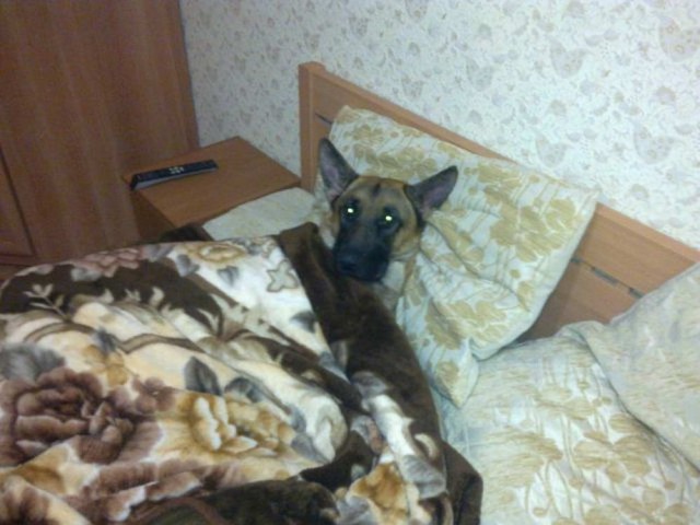 Живность из сети