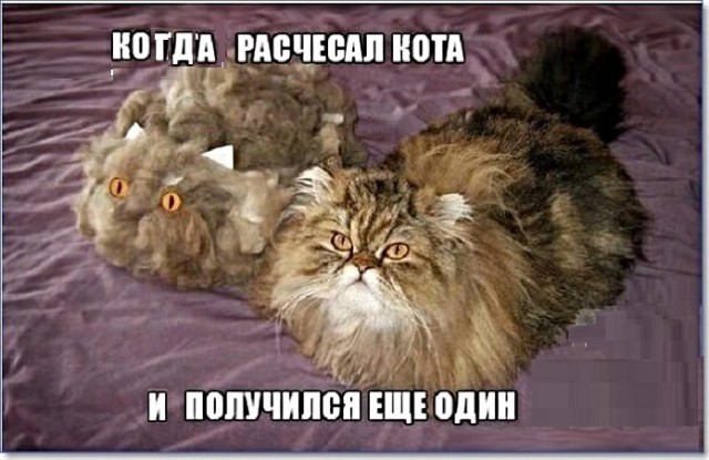 Картинки с надписями с котами и про котов