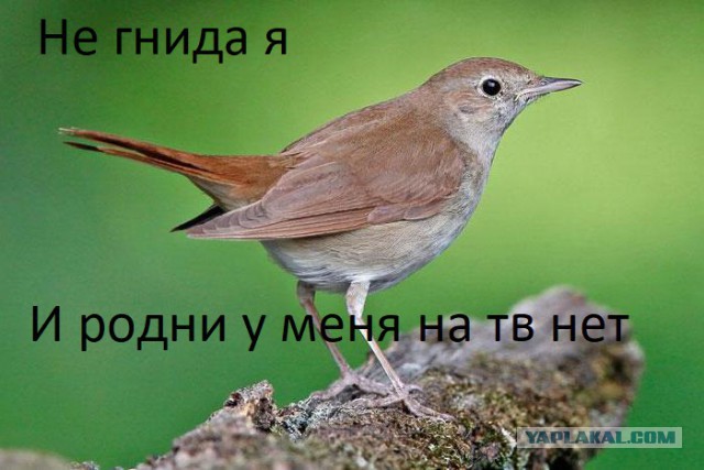 "Ты, мразь, за кого?" Соловьев обиделся на слушателя в эфире и назвал его «мразью» 