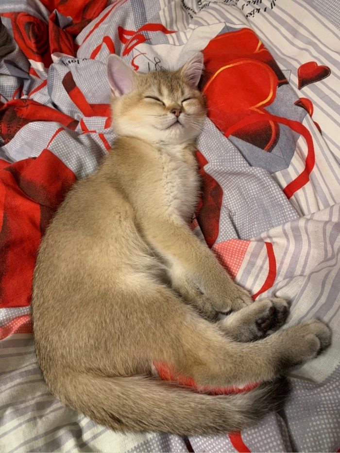 Котовторник 28.01.2020