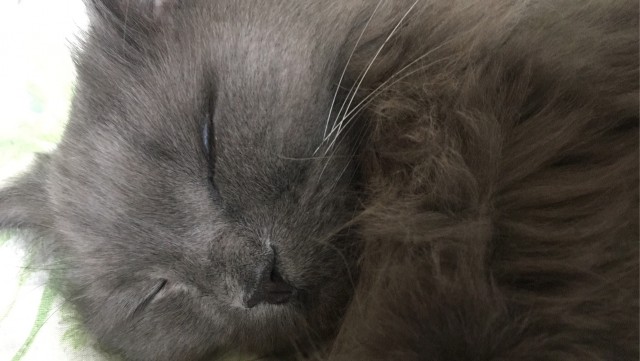 Коты, которые нас порадовали!