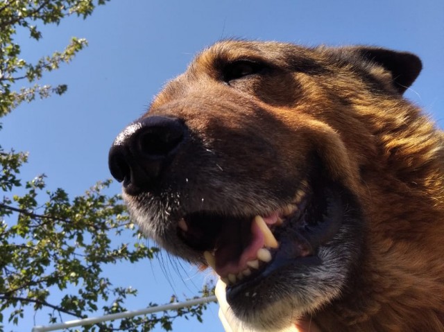 Победители конкурса фотографии Comedy Pet Photo Awards 2020