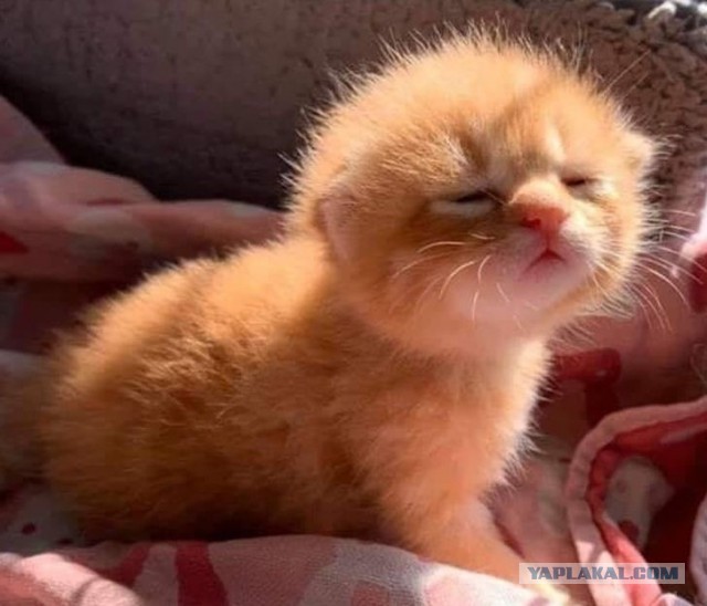 Котовторник?! Коты во вторник!