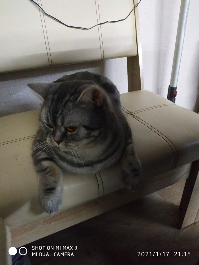 Котовторник. Наша собственная банда