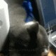 Кот - вечный двигатель