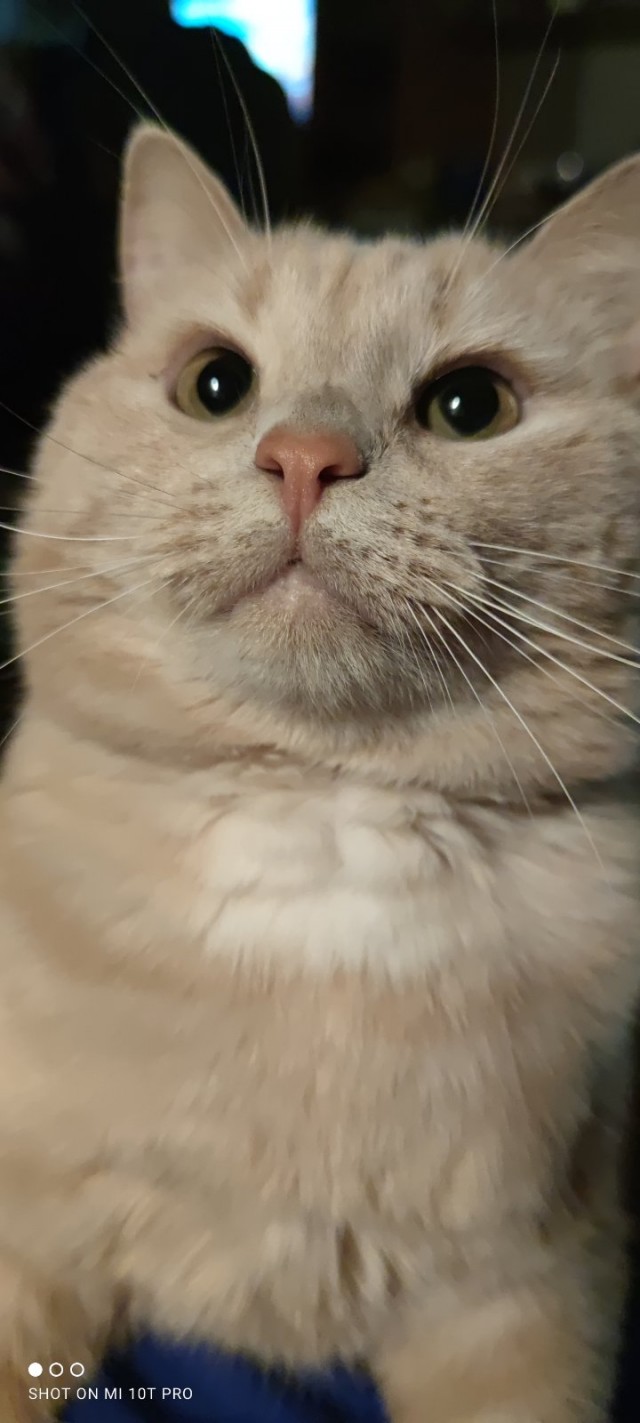 Котовторнику быть!