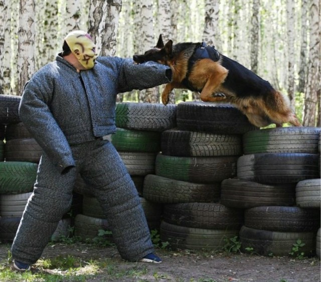 Немецких овчарок пост