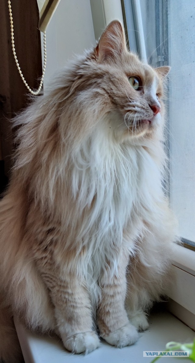А котовторник уже начался?