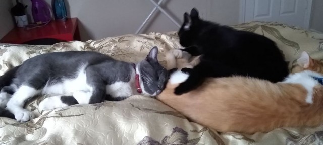 Коты в США