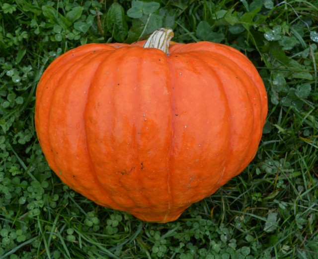 Кулинарная общалка