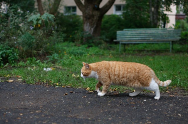 Котовторник 28.09.21